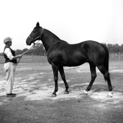 Magyarország, Alag,Dunakeszi, tréningtelep., 1938, Kölcsey Ferenc Dunakeszi Városi Könyvtár / Petanovits fényképek, ló, versenyló, póz, Fortepan #29622