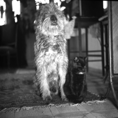 1938, Kölcsey Ferenc Dunakeszi Városi Könyvtár / Petanovits fényképek, dog, cat, Fortepan #29655