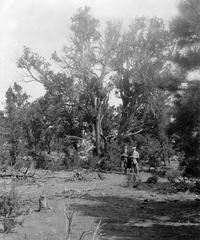 Amerikai Egyesült Államok, Arizona, Cédrus fa a Grand Canyon körüli erdőben., 1912, Cholnoky Tamás, cédrus, Fortepan #29765