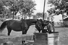 1954, Németh Tamás, ló, kút, tanya, itatóvályú, gémeskút, itatás, Fortepan #30094