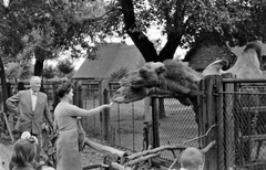 Magyarország, Városliget,Állatkert, Budapest XIV., 1957, Németh Tamás, életkép, teve, Budapest, Fortepan #30203