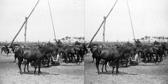 A felvétel 1900 előtt készült., 1900, SZTFH Földtani Szolgálatának gyűjteménye, Eötvös Loránd, Fortepan #303160