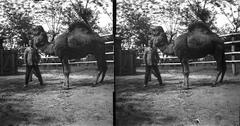 1907, SZTFH Földtani Szolgálatának gyűjteménye, Fortepan #303326