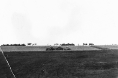 1936, Székely Márton, cattle, Fortepan #30364