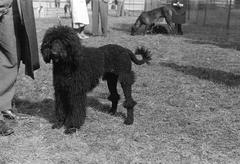 1939, Inkey Tibor, Fortepan #303675