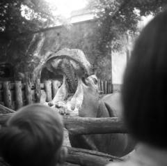 1962, Bán Tamás, víziló, Fortepan #304355