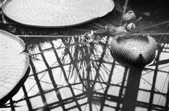 1939, Inkey Tibor, Fortepan #304729