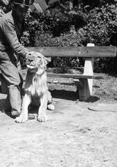 1936, Inkey Tibor, lion, Fortepan #306108