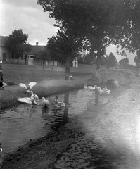 1932, Storymap.hu, village, stream, goose, Fortepan #30701