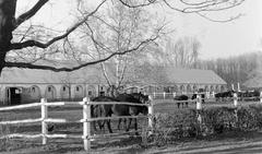 Magyarország, 1960, Gazda Anikó, istálló, ló, Fortepan #307103