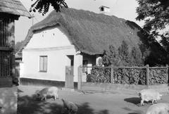 Hungary, 1968, Gazda Anikó, Fortepan #307186