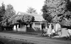 Magyarország, 1963, Gazda Anikó, Fortepan #307394