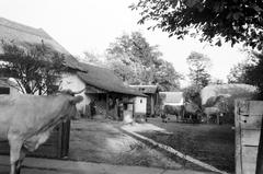 Magyarország, 1963, Gazda Anikó, Best of, Fortepan #307395