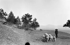 Magyarország, 1963, Gazda Anikó, Best of, Fortepan #308103