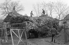 Hungary, 1961, Gazda Anikó, Fortepan #308302
