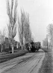 Hungary, 1961, Gazda Anikó, Best of, transportation, horse, chariot, dirt road, teamster, fir trees, Fortepan #308303