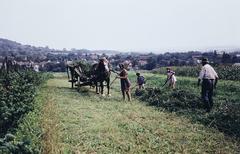 Magyarország, 1972, Gazda Anikó, Fortepan #308334