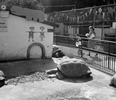 1966, Fortepan/Album 121, Fortepan #309850