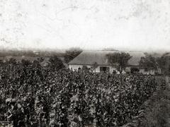 A kép forrását kérjük így adja meg: Fortepan / BFL XIV.380 Karafiáth Jenő iratai / Szekfü András adománya, 1918, Budapest Főváros Levéltára / Szekfü András, Fortepan #310043