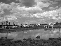 1933, Kirilly Gergely, Fortepan #310121