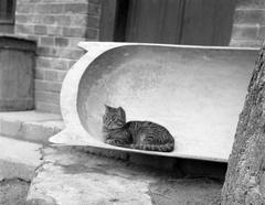 1937, Fortepan #310184