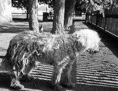 1939, Fortepan #310200