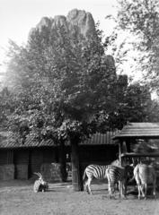 1938, Kirilly Gergely, Fortepan #310215