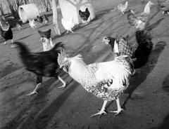 1938, Kirilly Gergely, Fortepan #310217