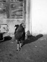 1938, Kirilly Gergely, Fortepan #310218