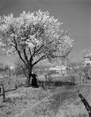 1937, Fortepan #310271