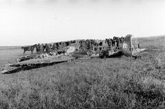 1942, Martin Ferenc, Fortepan #311864