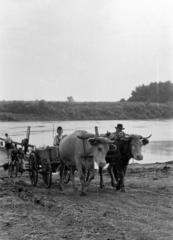 1954, Petrók Károly, Fortepan #312135