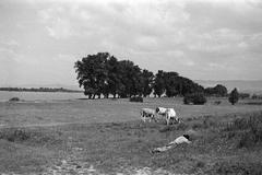 1960, Petrók Károly, Fortepan #312139