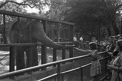 1958, Petrók Károly, Fortepan #312172