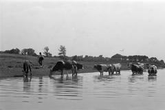 1952, Petrók Károly, Fortepan #312200