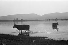 1952, Petrók Károly, Fortepan #312203