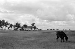 1953, Petrók Károly, Fortepan #312298