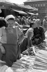 1959, Petrók Károly, Fortepan #312460