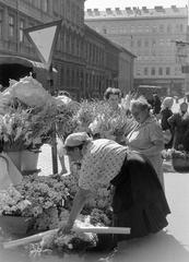 1959, Petrók Károly, Fortepan #312461