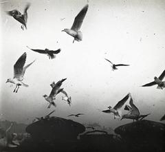 1909, fortepan/Album 123, képarány: négyzetes, sirály, repülés, Fortepan #312586