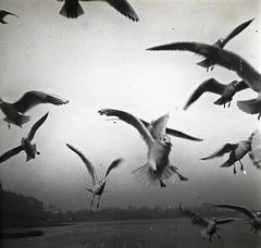 1909, fortepan/Album 123, sirály, Fortepan #312589