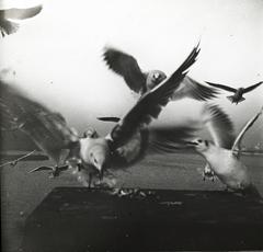 1909, fortepan/Album 123, sirály, Fortepan #312590