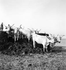 1935, Västernorrlands museum, Fortepan #313082