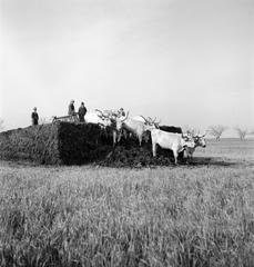 1935, Västernorrlands museum, Fortepan #313083