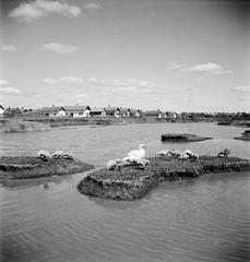 1935, Västernorrlands museum, Fortepan #313109