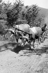 1963, Villányi Gergely, Fortepan #313318