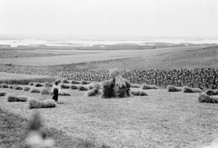 Magyarország, Velencei-tó, északi part., 1930, Library of Congress, kalap, tó, víztükör, mezőgazdaság, férfi, aratás, nádas, kazal, Fortepan #32065