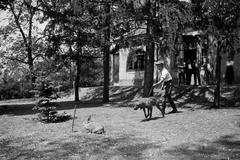 Magyarország, Gödöllő, a MÁLLERD (Magyar Állami Erdőgazdasági Üzemek) kutyatelepe, ifj. Jilly Bertalan telepvezető magyar vizslát idomít., 1949, Kovács Márton Ernő, kutya, nyúl, póráz, vizsla, Fortepan #32937