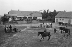 Magyarország, Kunszentmiklós, 1949, Kovács Márton Ernő, kerékpár, kutya, ló, hintó, tanya, szarvasmarha, fogat, lovas, gémeskút, galambdúc, Fortepan #33183