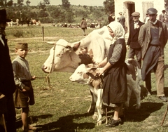 1938, Fortepan, színes, szarvasmarha, borjú, hátratett kéz, Fortepan #3358